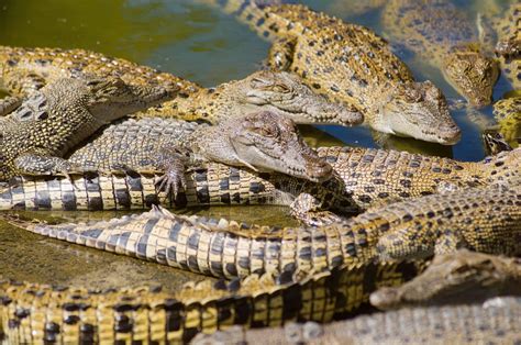 hermes crocodile farm australia